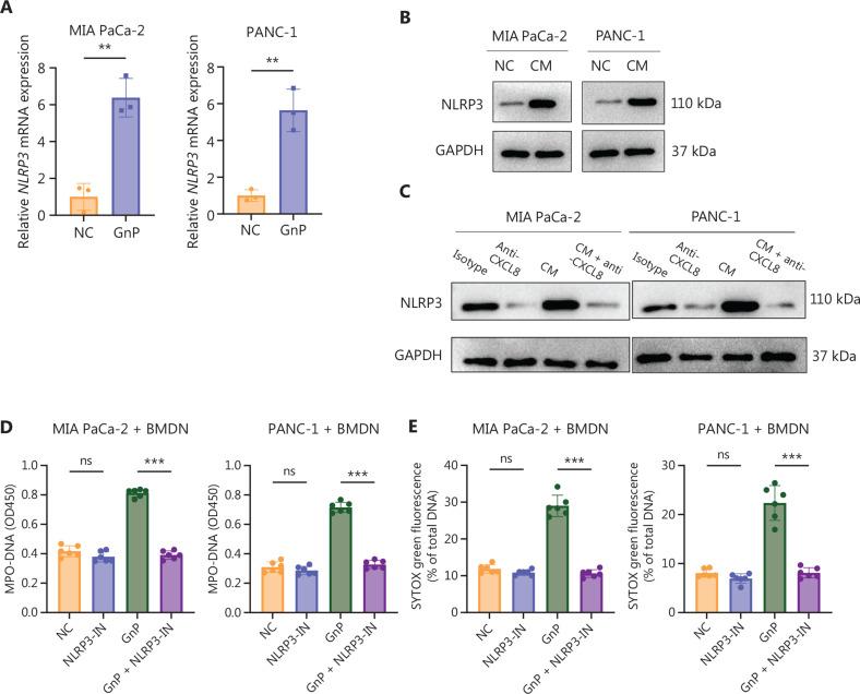 https://cdn.ncbi.nlm.nih.gov/pmc/blobs/ea21/12302273/24da2ab88f04/cbm-22-07-832-g006.jpg