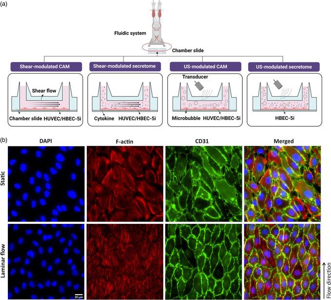 https://cdn.ncbi.nlm.nih.gov/pmc/blobs/ea23/12245004/b68747220004/SMSC-5-2400489-g002.jpg