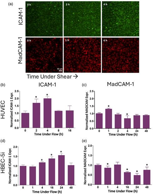 https://cdn.ncbi.nlm.nih.gov/pmc/blobs/ea23/12245004/f8a00b377f66/SMSC-5-2400489-g004.jpg
