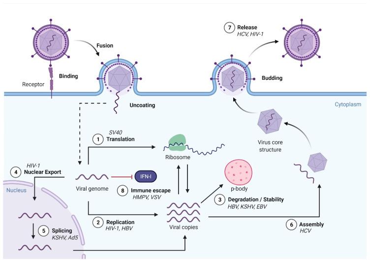 https://cdn.ncbi.nlm.nih.gov/pmc/blobs/ea27/8227502/769934f726de/viruses-13-01049-g003.jpg