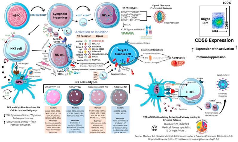 https://cdn.ncbi.nlm.nih.gov/pmc/blobs/ea2a/9962967/38aebfc5a1ca/vaccines-11-00408-g010.jpg
