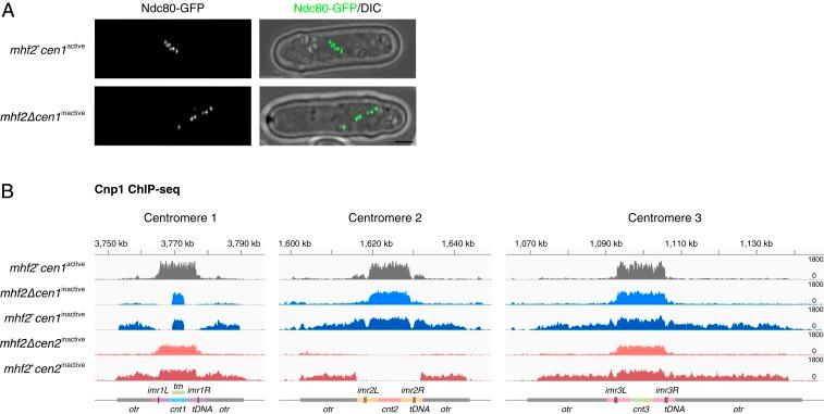 https://cdn.ncbi.nlm.nih.gov/pmc/blobs/ea2d/6815110/df4d5e0410c8/pnas.1911745116fig03.jpg