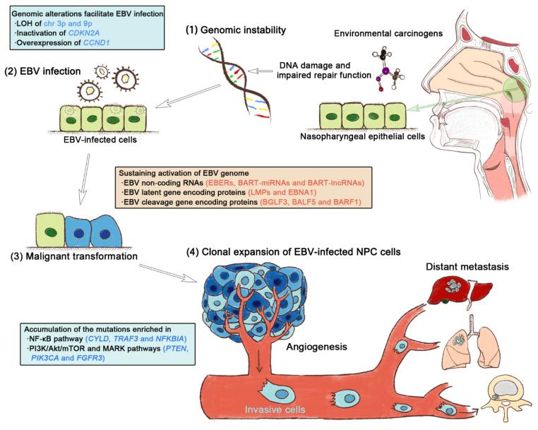https://cdn.ncbi.nlm.nih.gov/pmc/blobs/ea2d/9498130/3c7b523990c0/curroncol-29-00475-g002.jpg