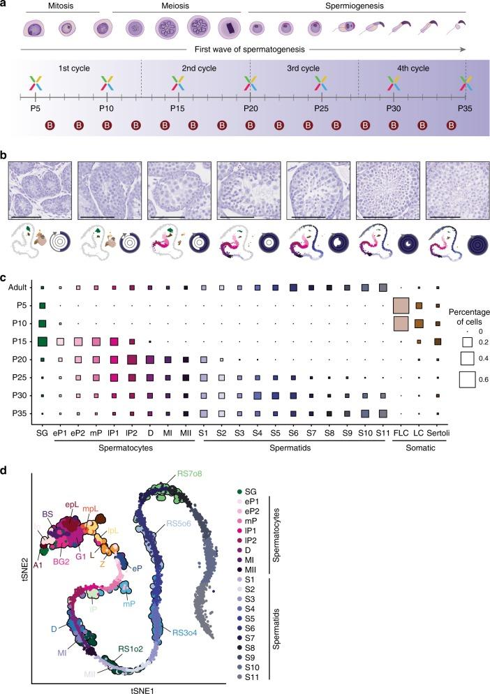 https://cdn.ncbi.nlm.nih.gov/pmc/blobs/ea30/6424977/07e5a9883be9/41467_2019_9182_Fig2_HTML.jpg