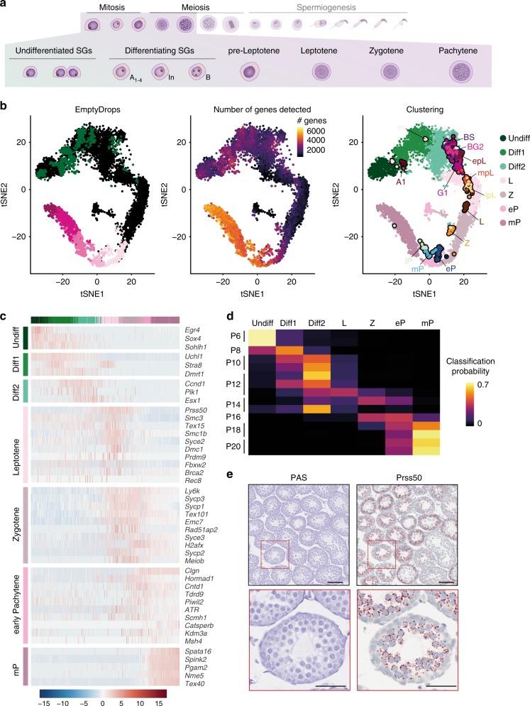 https://cdn.ncbi.nlm.nih.gov/pmc/blobs/ea30/6424977/0a7e3136cd5e/41467_2019_9182_Fig4_HTML.jpg