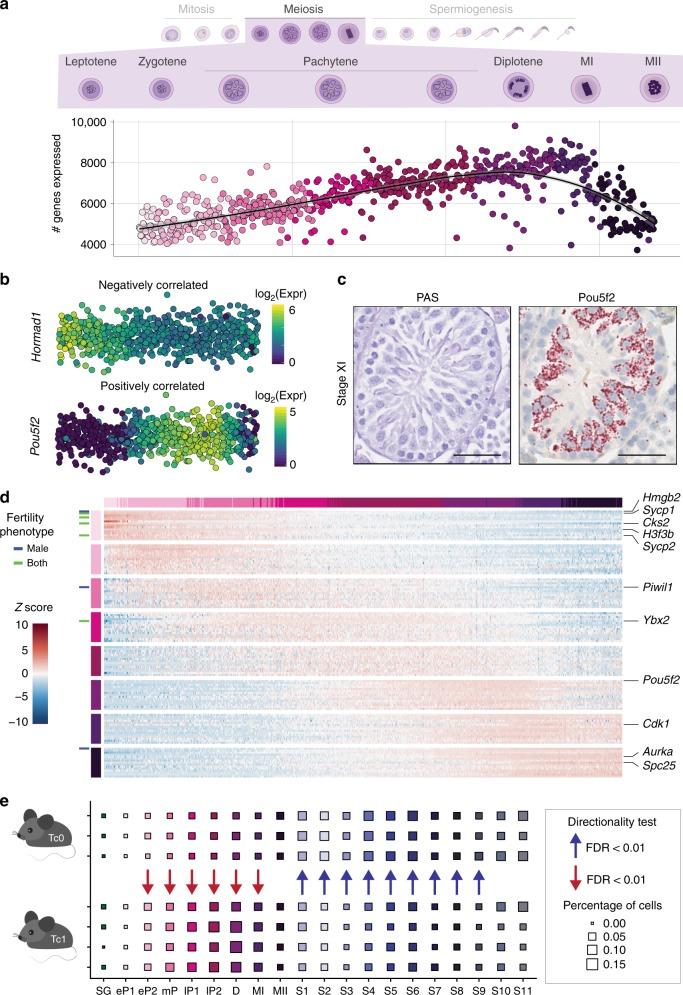 https://cdn.ncbi.nlm.nih.gov/pmc/blobs/ea30/6424977/50f5bea3295a/41467_2019_9182_Fig5_HTML.jpg