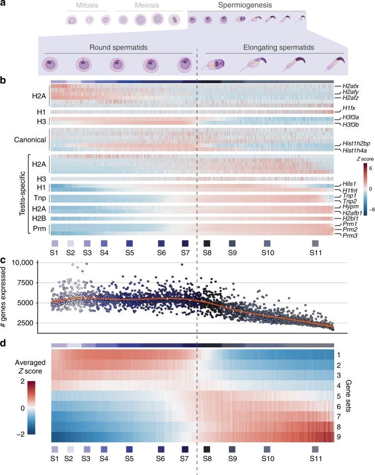 https://cdn.ncbi.nlm.nih.gov/pmc/blobs/ea30/6424977/589bad8551e7/41467_2019_9182_Fig6_HTML.jpg