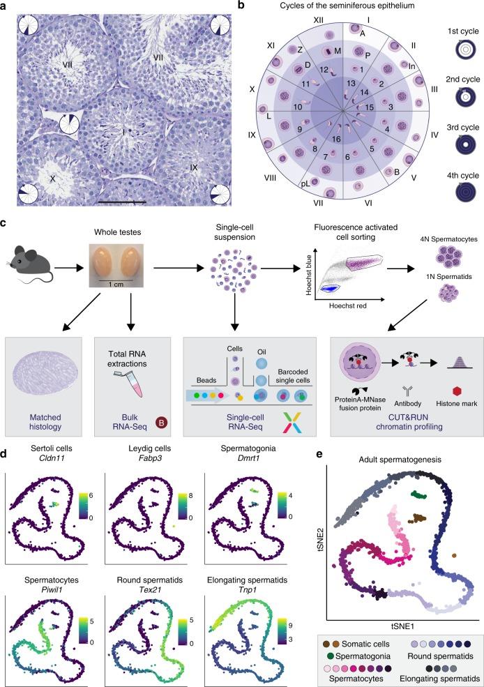 https://cdn.ncbi.nlm.nih.gov/pmc/blobs/ea30/6424977/d4f98dcb61b8/41467_2019_9182_Fig1_HTML.jpg