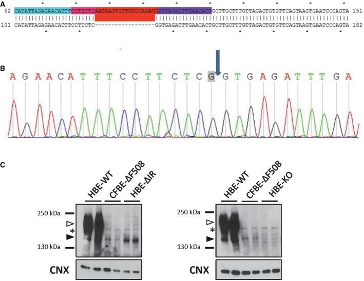 https://cdn.ncbi.nlm.nih.gov/pmc/blobs/ea31/5582412/fe58efbc92fe/EMMM-9-1224-g011.jpg