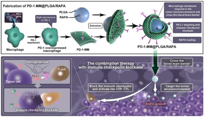 https://cdn.ncbi.nlm.nih.gov/pmc/blobs/ea32/11786670/0e2b5e956ad0/gr6.jpg