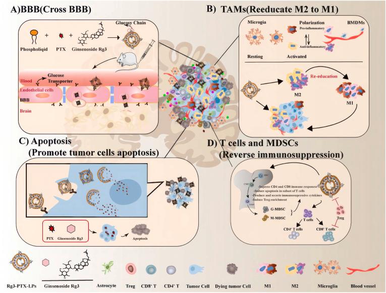 https://cdn.ncbi.nlm.nih.gov/pmc/blobs/ea32/11786670/1779cc272159/gr5.jpg