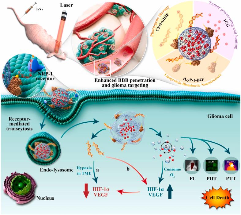 https://cdn.ncbi.nlm.nih.gov/pmc/blobs/ea32/11786670/2f11333dea06/gr9.jpg