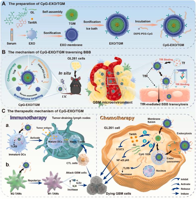 https://cdn.ncbi.nlm.nih.gov/pmc/blobs/ea32/11786670/87971eb179a8/gr4.jpg