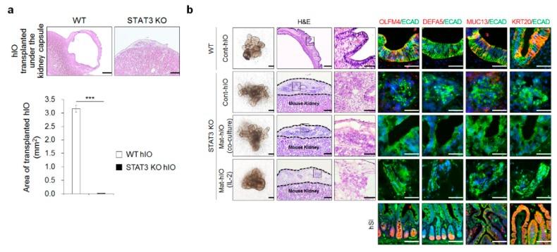 https://cdn.ncbi.nlm.nih.gov/pmc/blobs/ea33/6678857/f91e039ea3c6/jcm-08-00976-g005.jpg