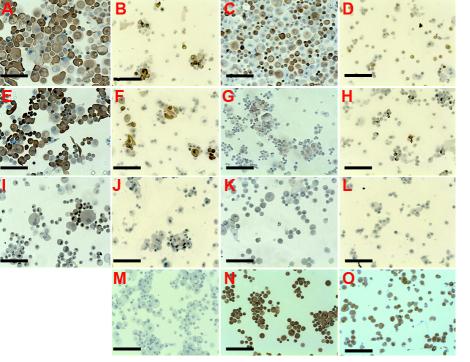 https://cdn.ncbi.nlm.nih.gov/pmc/blobs/ea36/3033435/a9d34795e973/mv-v17-341-f6.jpg