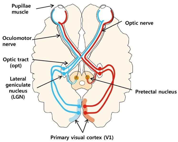 https://cdn.ncbi.nlm.nih.gov/pmc/blobs/ea39/5621360/f35b5c9e9889/nrp-11-381-g001.jpg