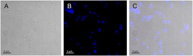 https://cdn.ncbi.nlm.nih.gov/pmc/blobs/ea3a/4575177/9812f3522761/pone.0138667.g002.jpg