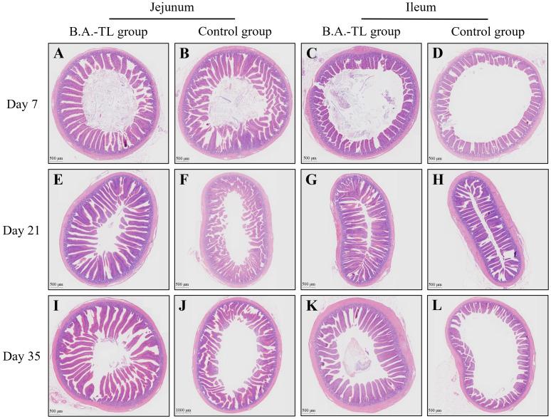 https://cdn.ncbi.nlm.nih.gov/pmc/blobs/ea3b/11456473/6afbc664e75b/fimmu-15-1455996-g001.jpg