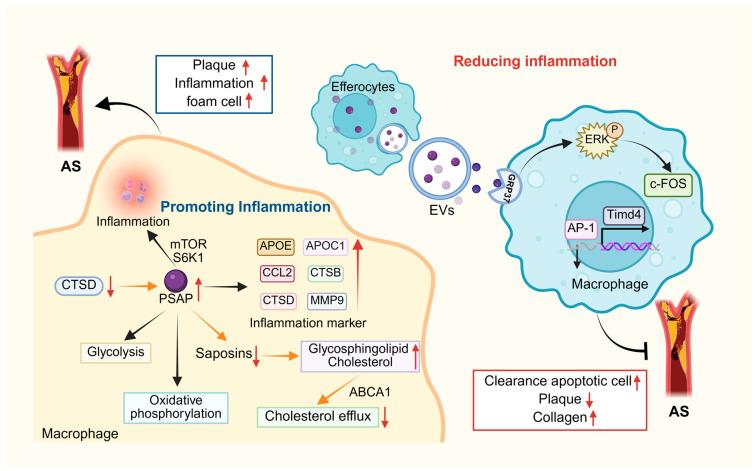 https://cdn.ncbi.nlm.nih.gov/pmc/blobs/ea40/12345702/5eaa39ab478f/cells-14-01131-g005.jpg