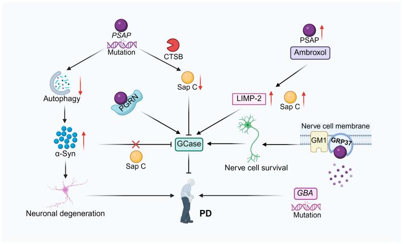 https://cdn.ncbi.nlm.nih.gov/pmc/blobs/ea40/12345702/d7854fbaa0e6/cells-14-01131-g003.jpg