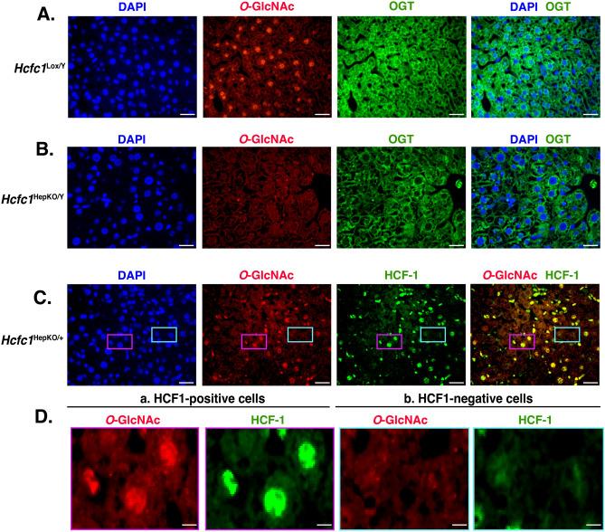 https://cdn.ncbi.nlm.nih.gov/pmc/blobs/ea43/12319091/1b8a72be834f/41598_2025_11813_Fig3_HTML.jpg