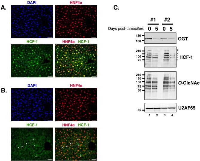 https://cdn.ncbi.nlm.nih.gov/pmc/blobs/ea43/12319091/e73f457ad3c4/41598_2025_11813_Fig1_HTML.jpg