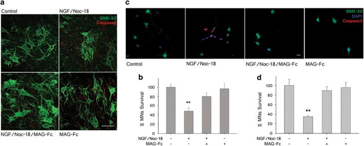 https://cdn.ncbi.nlm.nih.gov/pmc/blobs/ea44/4650434/f4e8fb515902/cddis2015228f4.jpg