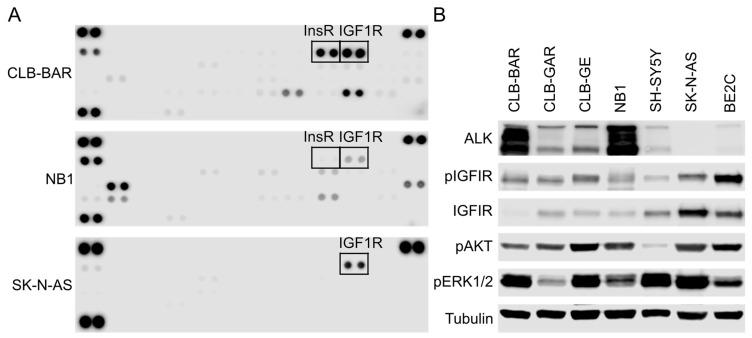 https://cdn.ncbi.nlm.nih.gov/pmc/blobs/ea45/10563084/9e172a365b14/cancers-15-04252-g001.jpg
