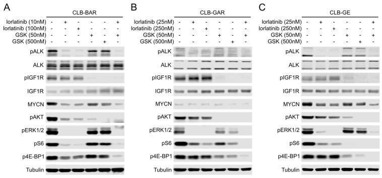 https://cdn.ncbi.nlm.nih.gov/pmc/blobs/ea45/10563084/aa89b63ae9dd/cancers-15-04252-g005.jpg