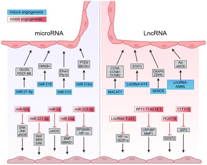 https://cdn.ncbi.nlm.nih.gov/pmc/blobs/ea46/11720039/c25245cf087e/ijms-26-00231-g001.jpg