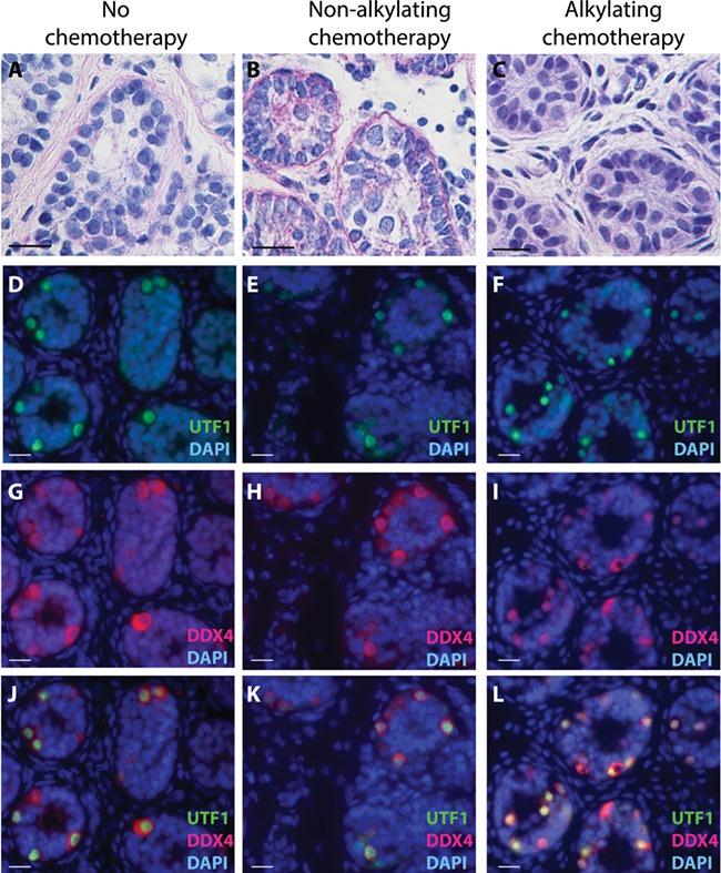 https://cdn.ncbi.nlm.nih.gov/pmc/blobs/ea48/6554046/ef8c9c68e628/dez043f3.jpg