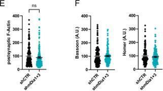https://cdn.ncbi.nlm.nih.gov/pmc/blobs/ea49/10950329/2be6a1c7244c/elife-92755-sa3-fig2.jpg