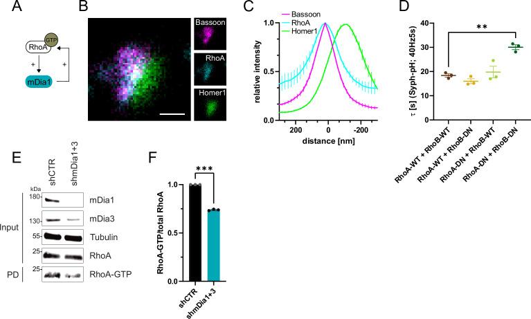 https://cdn.ncbi.nlm.nih.gov/pmc/blobs/ea49/10950329/3a338df494e7/elife-92755-fig5.jpg