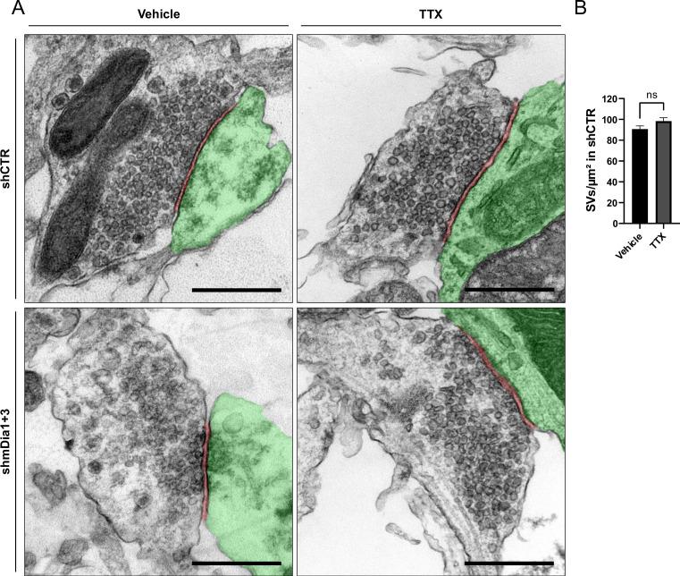 https://cdn.ncbi.nlm.nih.gov/pmc/blobs/ea49/10950329/487a9f1e6c85/elife-92755-fig2-figsupp1.jpg