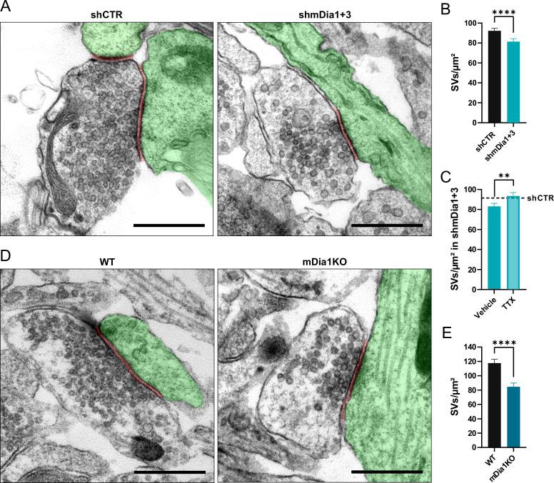 https://cdn.ncbi.nlm.nih.gov/pmc/blobs/ea49/10950329/7f2a1b0f055d/elife-92755-fig2.jpg