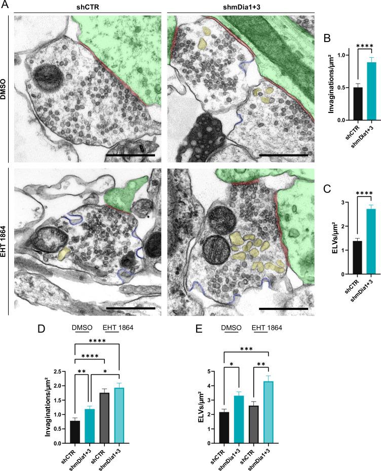 https://cdn.ncbi.nlm.nih.gov/pmc/blobs/ea49/10950329/8a0f93e8f22f/elife-92755-fig7.jpg