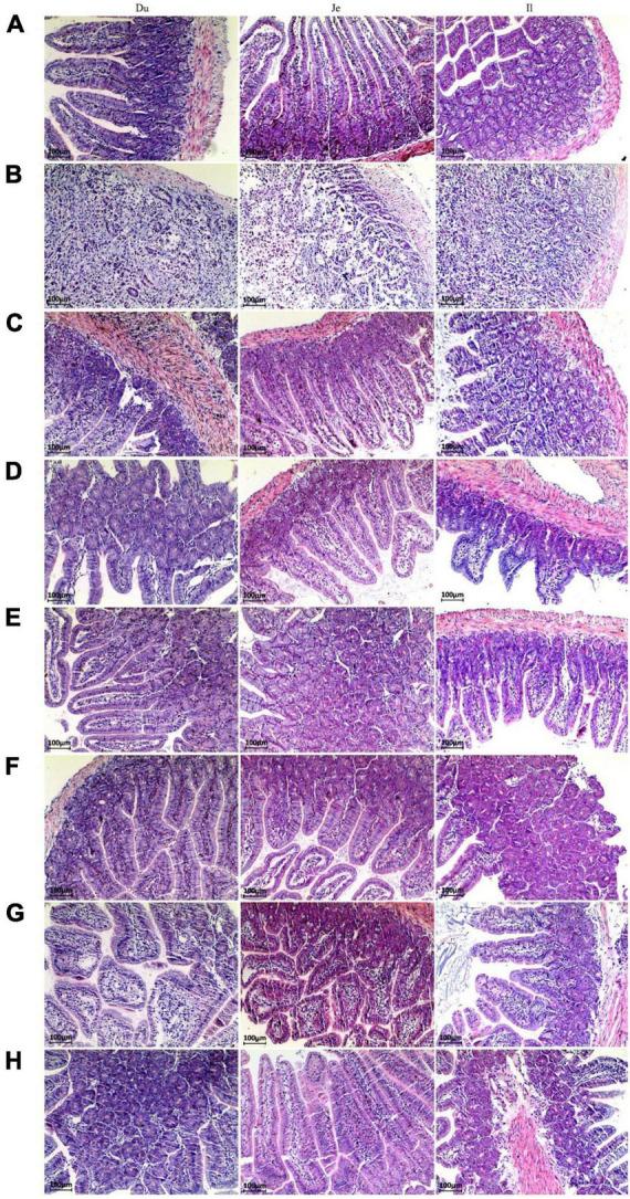 https://cdn.ncbi.nlm.nih.gov/pmc/blobs/ea4a/10149710/5921ce579dea/fmicb-14-1177232-g002.jpg