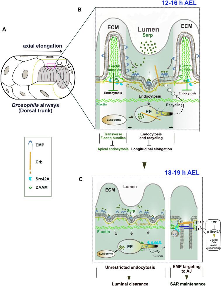 https://cdn.ncbi.nlm.nih.gov/pmc/blobs/ea4b/10564452/027a204d9f5a/elife-84974-fig8.jpg