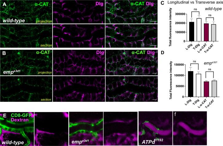 https://cdn.ncbi.nlm.nih.gov/pmc/blobs/ea4b/10564452/a3849e699557/elife-84974-fig4-figsupp1.jpg