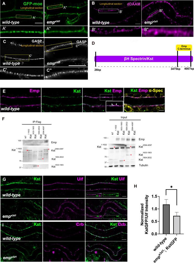 https://cdn.ncbi.nlm.nih.gov/pmc/blobs/ea4b/10564452/d0675cfa2579/elife-84974-fig6.jpg
