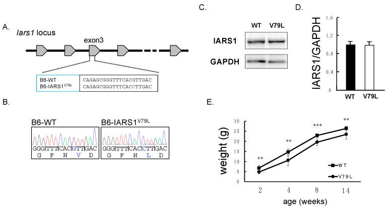 https://cdn.ncbi.nlm.nih.gov/pmc/blobs/ea4c/10138339/735a30ff225d/ijms-24-06955-g001.jpg