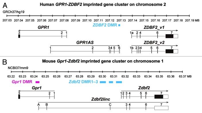 https://cdn.ncbi.nlm.nih.gov/pmc/blobs/ea4c/3857343/6dbbebde81d8/epi-8-635-g1.jpg