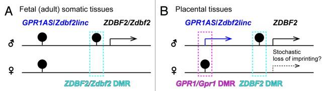 https://cdn.ncbi.nlm.nih.gov/pmc/blobs/ea4c/3857343/86a208a000b8/epi-8-635-g9.jpg