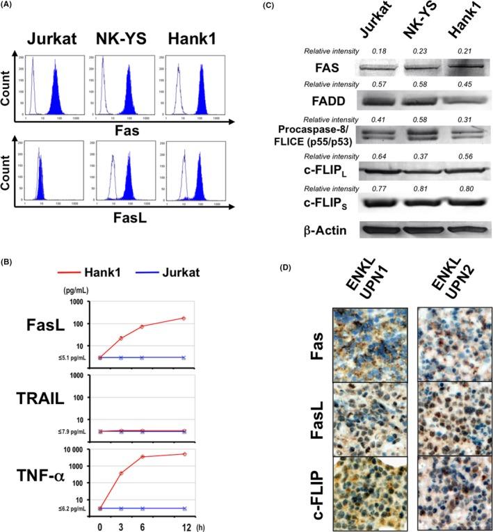 https://cdn.ncbi.nlm.nih.gov/pmc/blobs/ea54/7060462/868a3630bdf1/CAS-111-807-g001.jpg