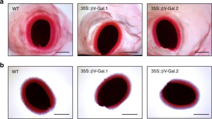 https://cdn.ncbi.nlm.nih.gov/pmc/blobs/ea55/12103386/7eb5b2a0af09/425_2025_4717_Fig2_HTML.jpg