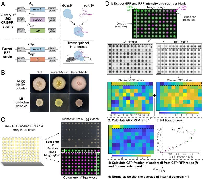 https://cdn.ncbi.nlm.nih.gov/pmc/blobs/ea56/7925131/c8cc4f001b6b/elife-64145-fig1.jpg