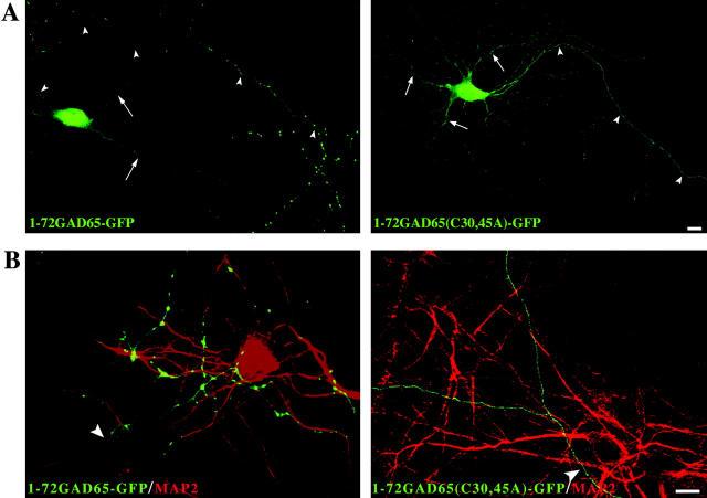 https://cdn.ncbi.nlm.nih.gov/pmc/blobs/ea58/2173248/2dff5875e0bd/200205053f6.jpg