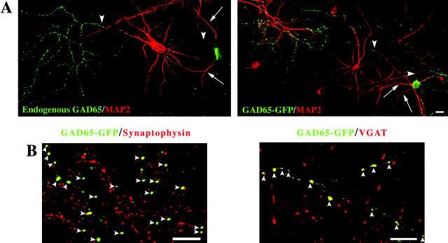 https://cdn.ncbi.nlm.nih.gov/pmc/blobs/ea58/2173248/5e188df81b6d/200205053f2.jpg