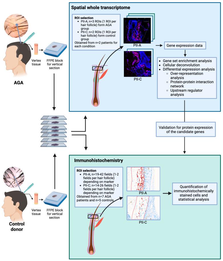 https://cdn.ncbi.nlm.nih.gov/pmc/blobs/ea59/11354591/25e933a22088/ijms-25-09031-g007.jpg