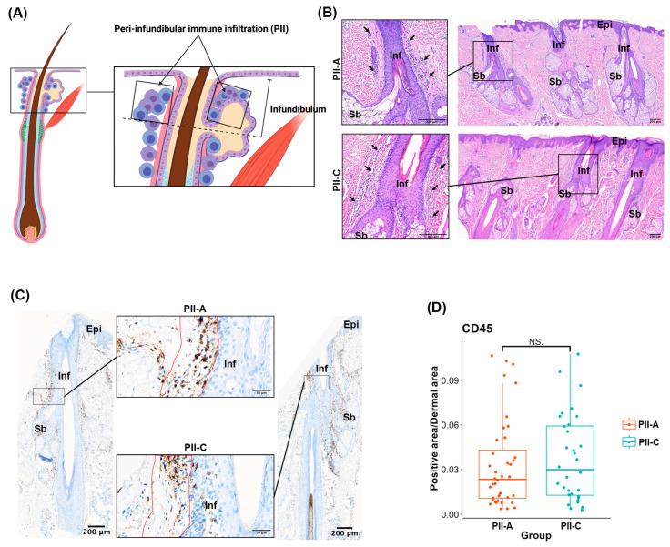https://cdn.ncbi.nlm.nih.gov/pmc/blobs/ea59/11354591/581aa0639db6/ijms-25-09031-g001.jpg